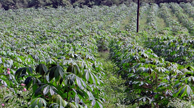 Scientists find ways to improve cassava, a ‘crop of inequality’ featured at Goalkeepers