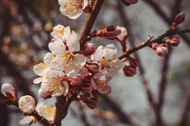 flower-almond or peach