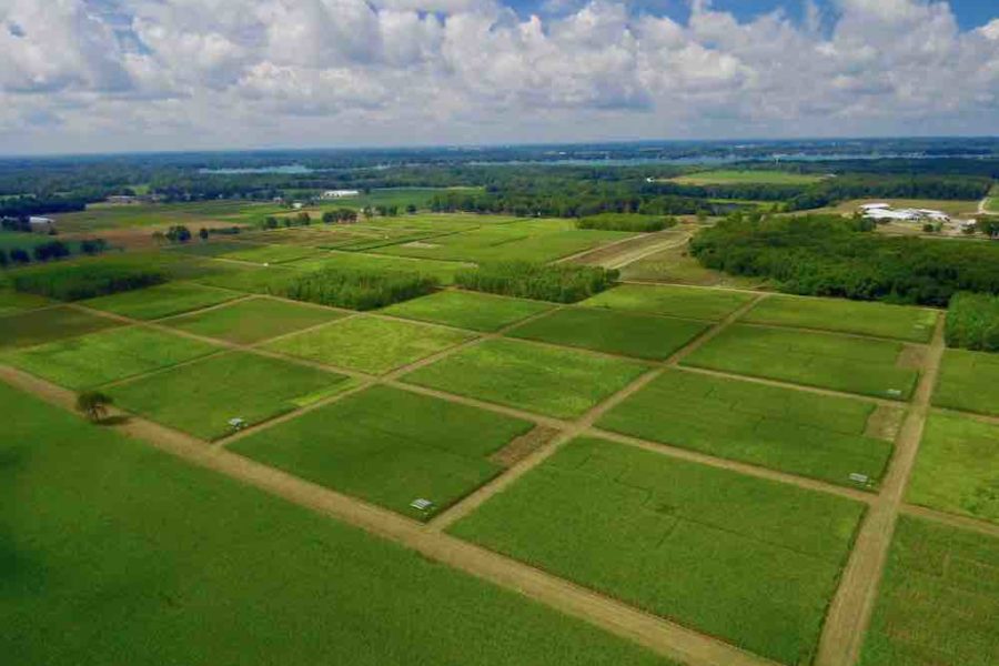 This is a view of the Kellogg Biological Station Long Term Ecological Research site in early summer