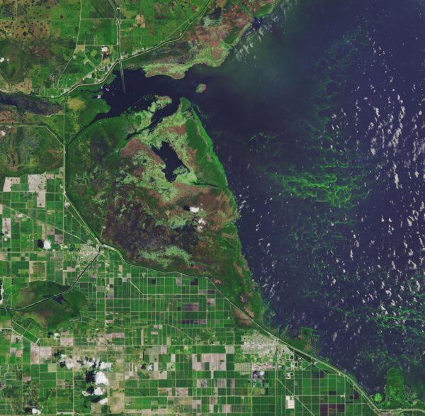 Lakes worldwide are experiencing more severe algal blooms