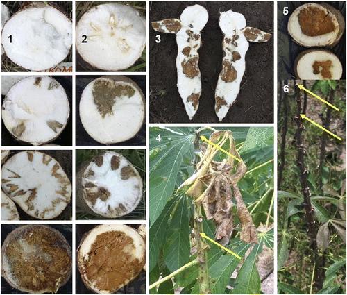 To avoid cassava disease, Tanzanian farmers can plant certain varieties in certain seasons