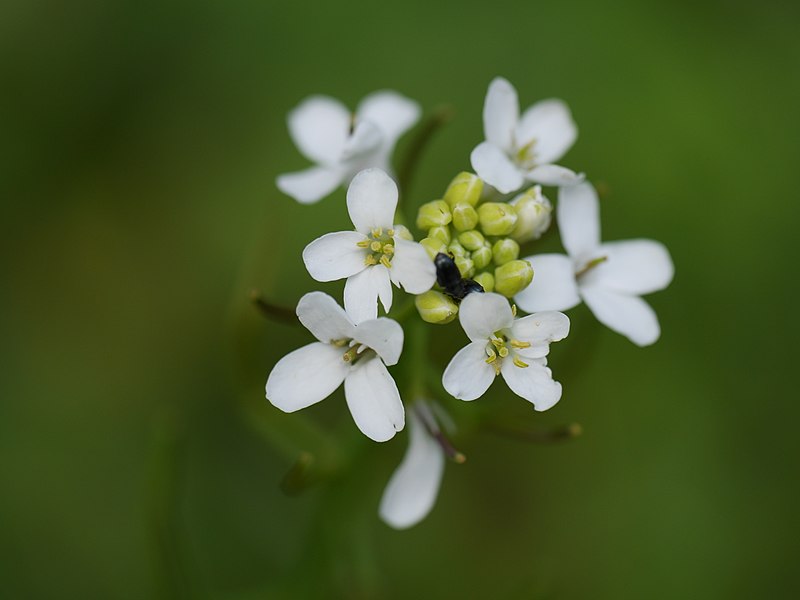 In plant stress response, one protein lures, binds its own killer