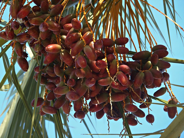 New genome sequence of the date palm