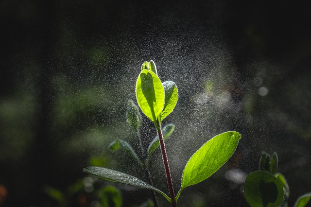 Why plants panic when it rains