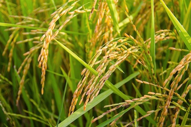 Good agronomy: the first step to improving rice productivity when water supply is sufficient