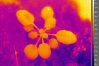 How plants adjust their body plan to cope with high temperature stress