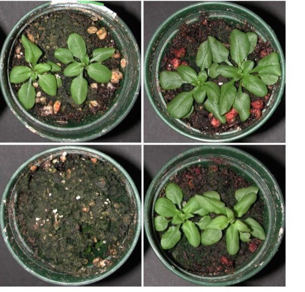 Discovery Increases Chance of Improving Iron Content in Plants
