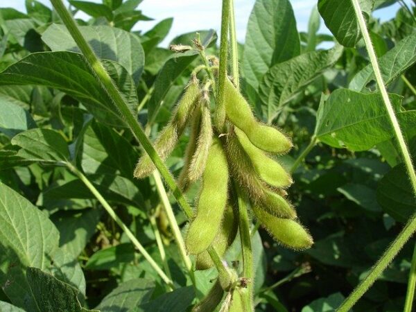 Image: soy plant in the field, with close-up of soybean pod. Credit: Julio César García / Pixabay
