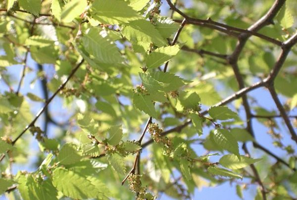Zelkova_serrata