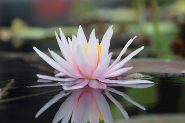 The Delicate Water Lily: A Rose by Another Name?