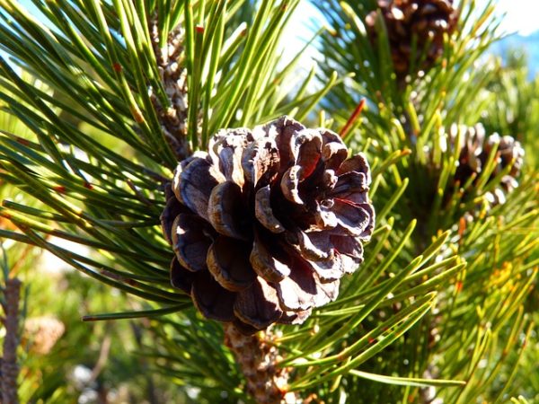 Pine trees with larger resin ducts better able to survive mountain pine beetle attack