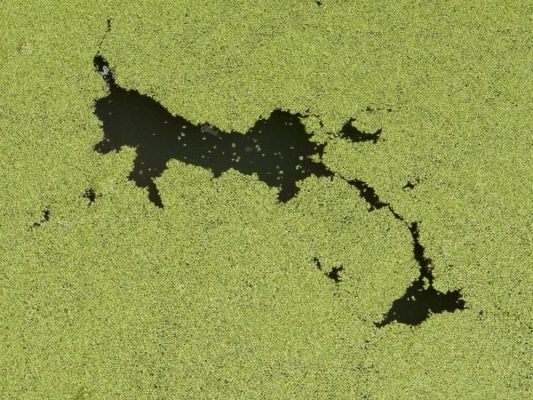 Can trees control algal blooms?