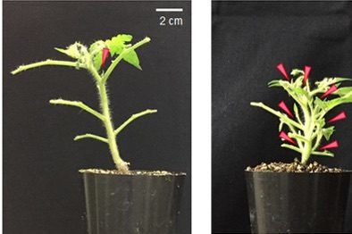 Solving the riddle of strigolactone biosynthesis in plants