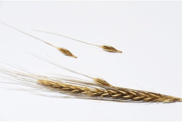 wheat