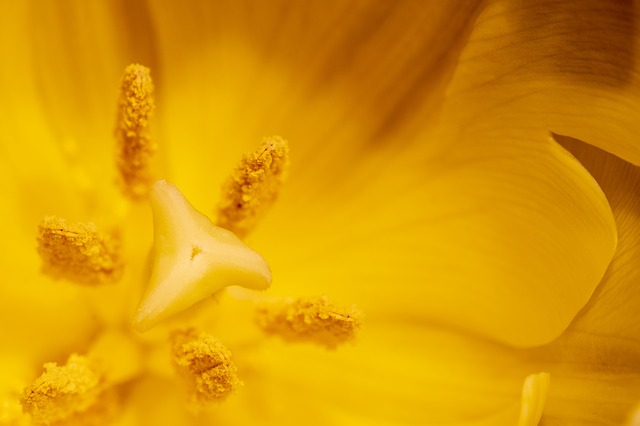 tulip-pollen