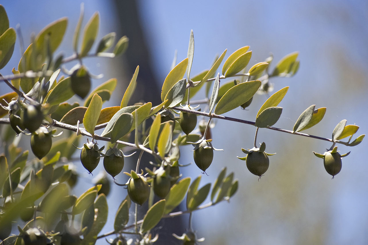 The genome of jojoba (Simmondsia chinensis): The only plant to store wax in its seeds