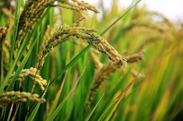 Researchers analyze roadmaps toward larger, greener global rice bowl