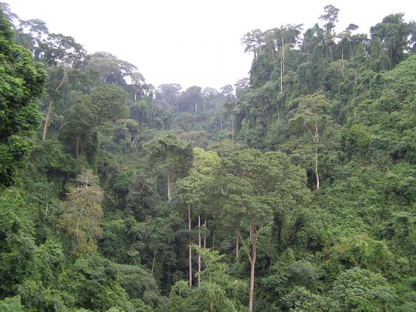 A study places the origin of a group of trees growing in Africa 50 million years ago