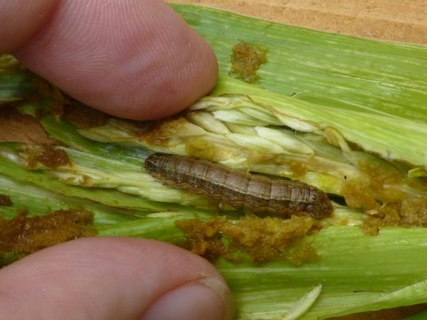 New study calls for reallocation of subsidies to encourage lower risk control options to fight fall armyworm menace