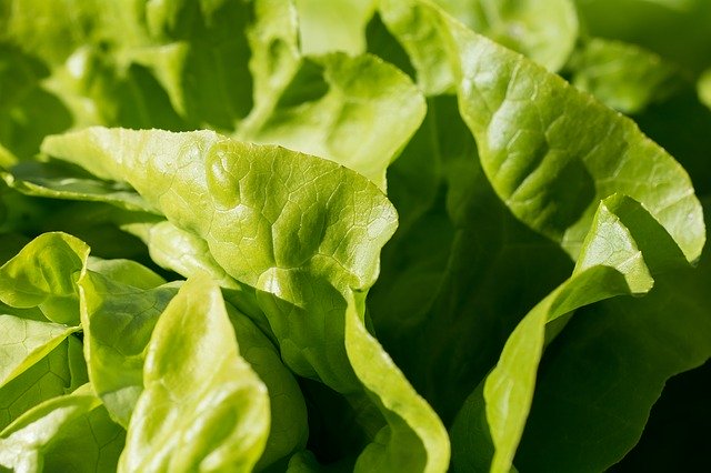 Researchers Identify Romaine Lettuces That Last Longer