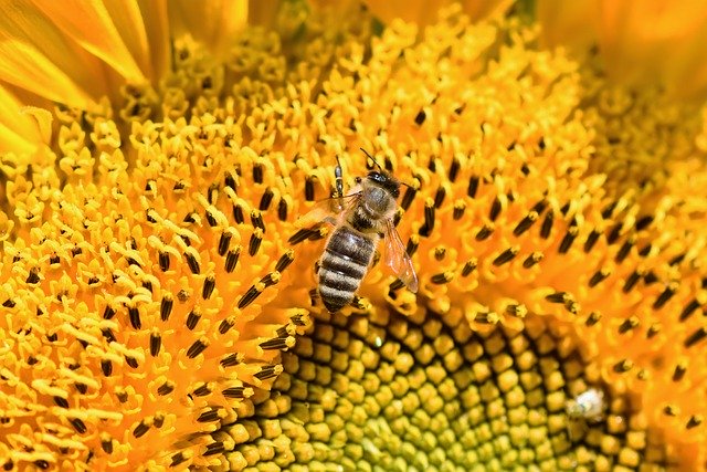 ‘Bee’ thankful for the evolution of pollen