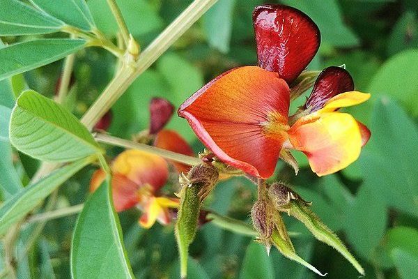 The mystery of pollen sterility and its reversion in pigeon pea revealed in a new study