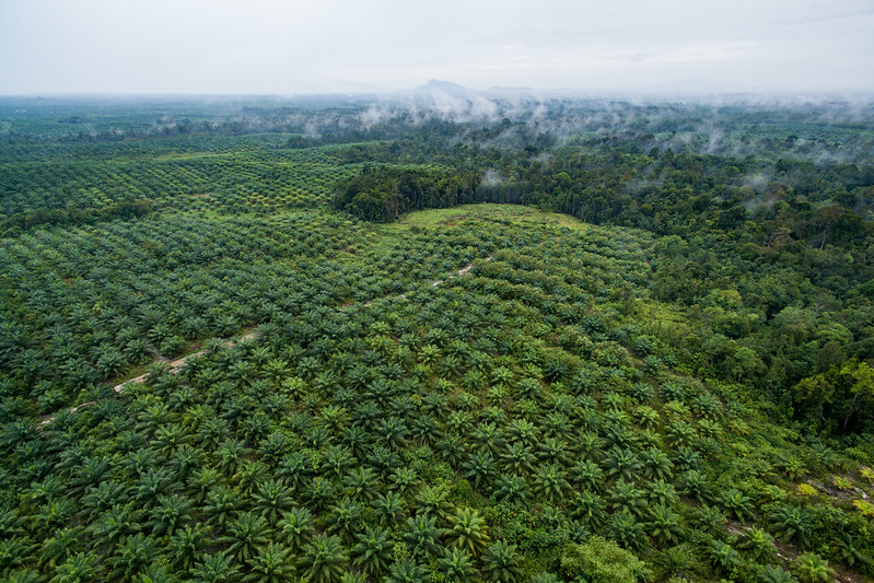 Protecting natural forest in oil palm plantations crucial for carbon storage and species conservation, study finds