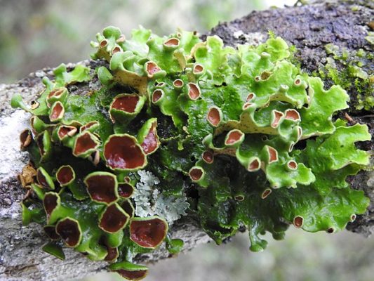 DNA data from more than 3,300 species reveals how lichens stayed together, split up, swapped partners and changed form over 250 million years