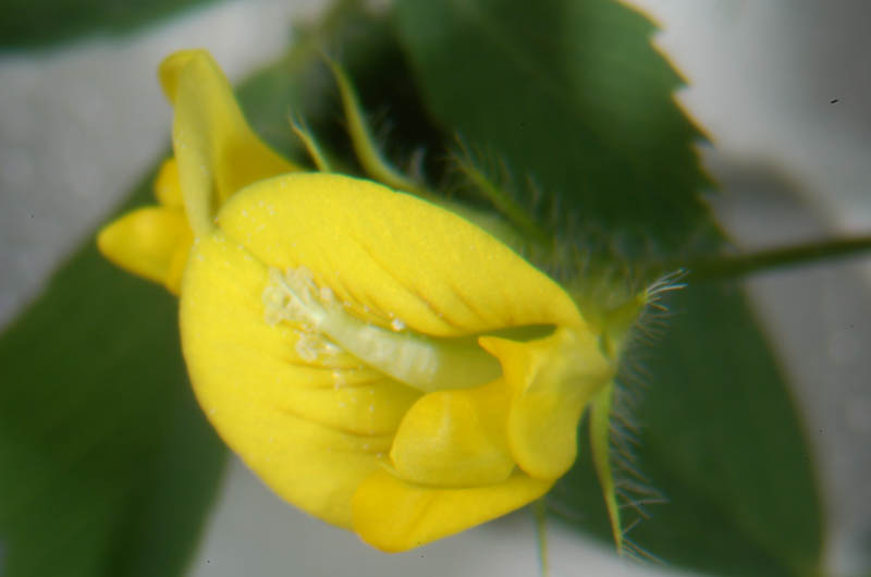 Lipid distribution in cuticles affects flower architecture in Medicago