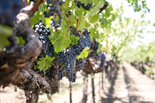 ​​High-Throughput Sequencing tracks historical spread of grapevine viruses