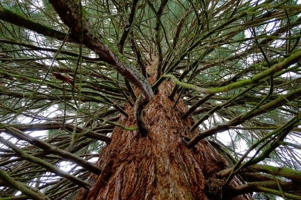 Despite debate, even the world’s oldest trees are not immortal