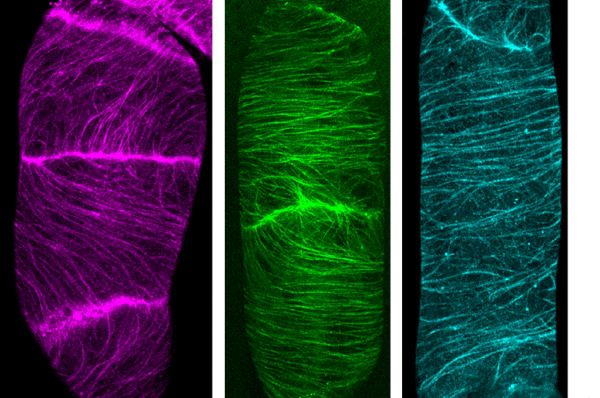 A new method for in vivo plant cell imaging with SNAP-tag proteins