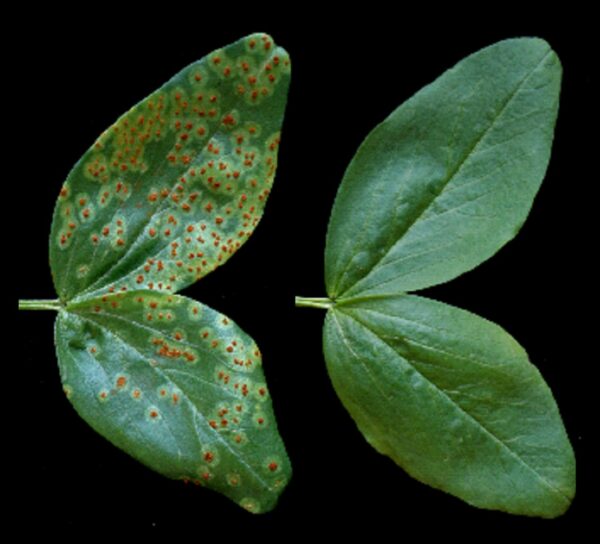 Researchers find new way to protect plants from fungal infection