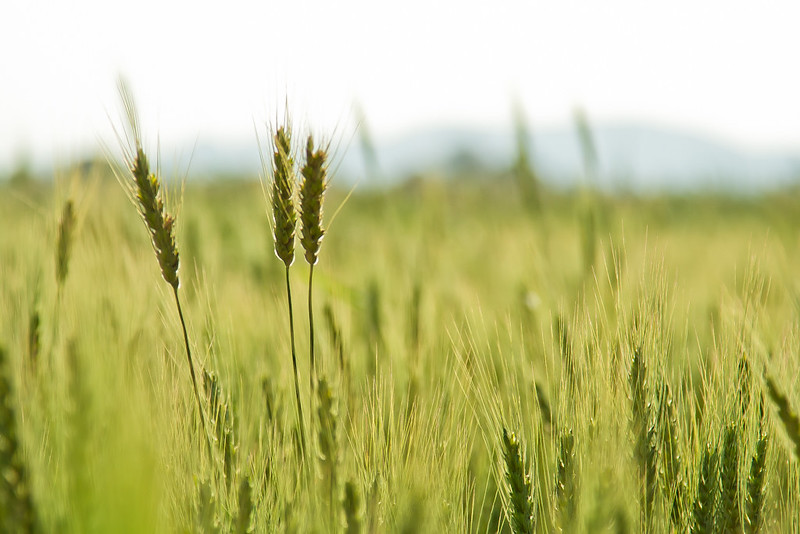 New modified wheat could help tackle global food shortage