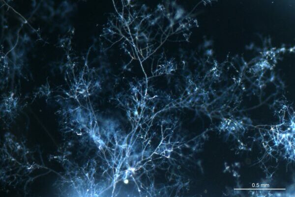 For asymbiotic growth of arbuscular mycorrhizal fungi, feed them fatty acids