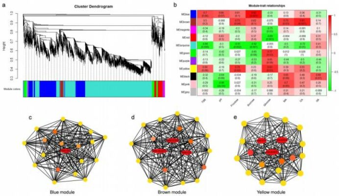The regulatory network of sugar and organic acid in watermelon fruit is revealed