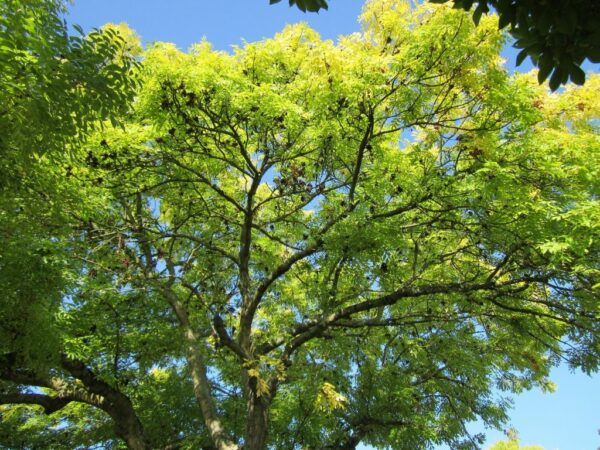 Climate warming linked to tree leaf unfolding and flowering growing apart
