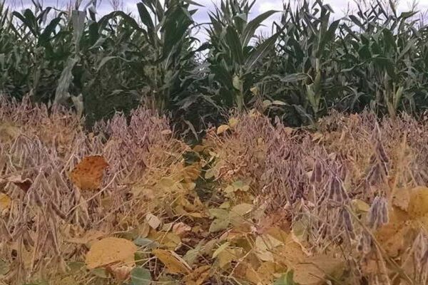 Maize outpaces soybeans in fighting off fungal invasions
