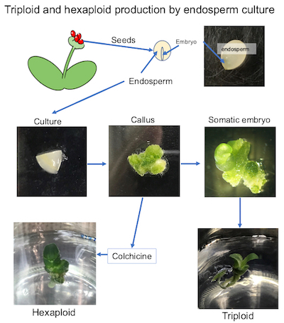 The steps involved in generating triploid and hexaploid plants by endosperm culture (Photos: Arisa Nakano, Masahiro Mii, Yoichiro Hoshino).