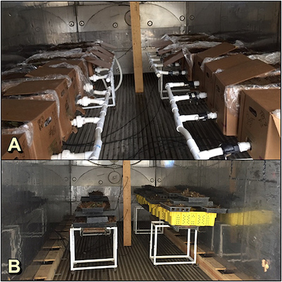 A, The precision thermotherapy unit setup for the high-elevation nursery trial in 2016. The extended setup allowed treatment of 18 boxes and employed four vacuums. B, The setup used for the trials run at Escalon and Ballico in 2017. A similar setup was used for the grower-run trial in 2018.​