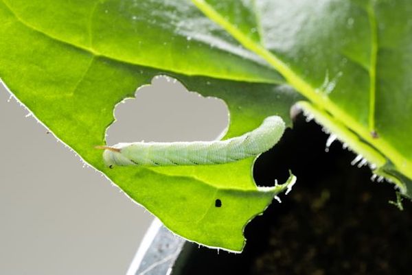 The larva of a tobacco hawkmoth Manduca sexta on a wild tobacco leaf