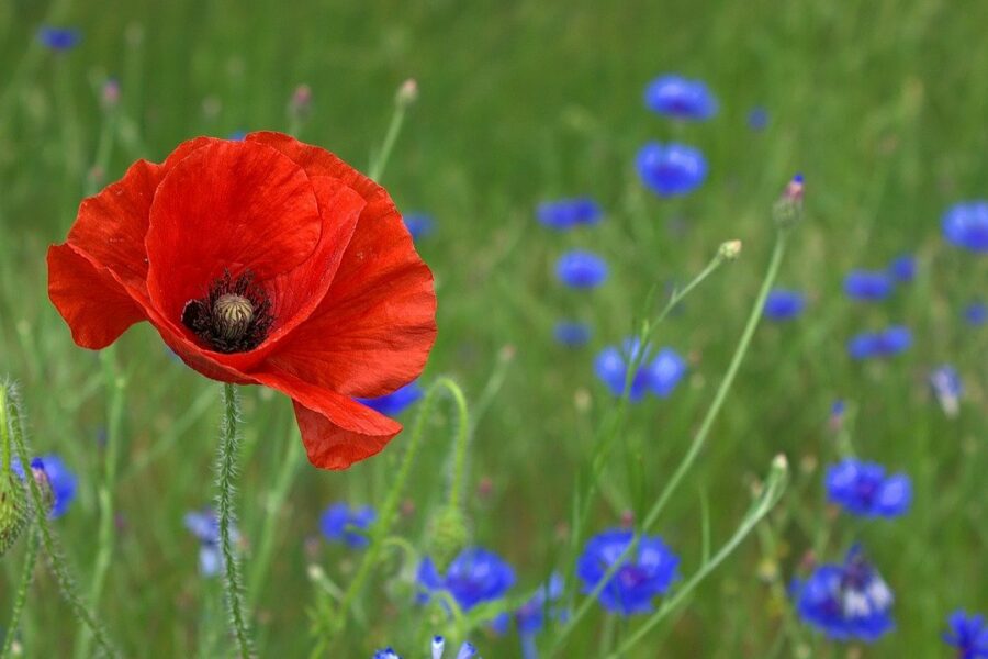 flower field with poppy and smaller blue flowers