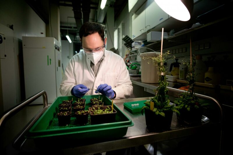 researcher collecting leaf material from bacteria infected plants.