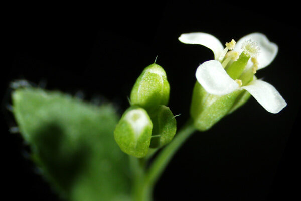 Arabidopsis thaliana flower