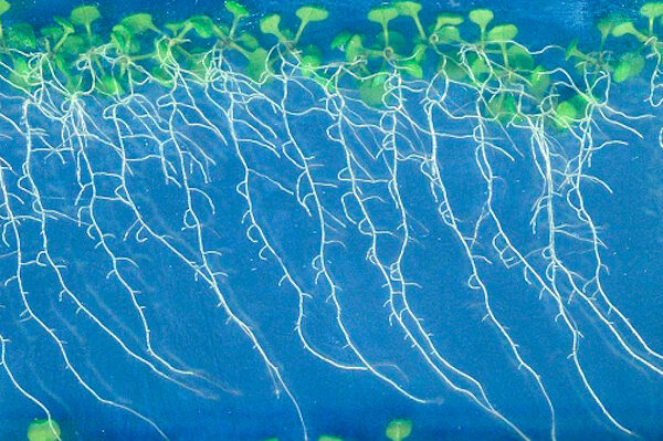 Compressive stress shapes the symmetry of Arabidopsis root vascular tissue