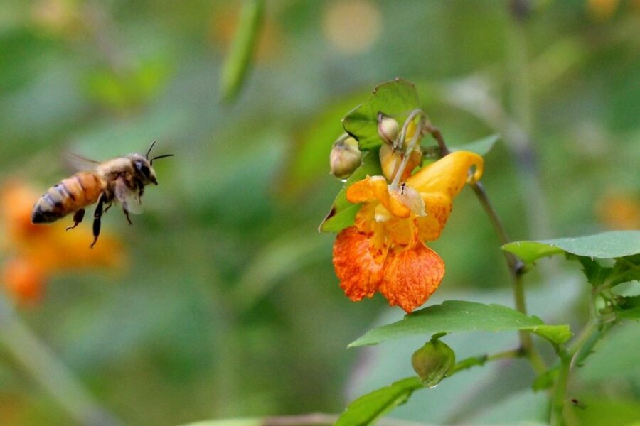 Bee flying towards a Cape jewelweed (Impatiens capensis) flower