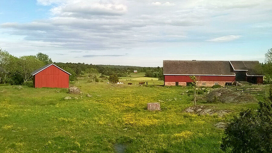 The study found that ribwort plantain meadows located close to agricultural land contained more plant viruses compared to meadows surrounded by natural environments.