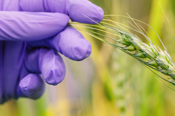 Beneficial bacteria help wheat stand the heat