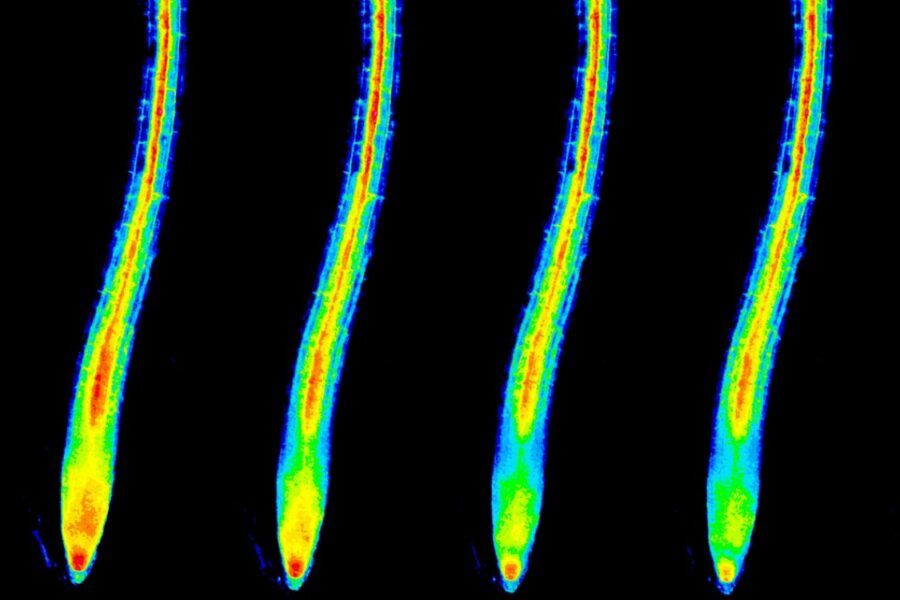 Potassium concentration in root cells (cytosol) immediately after the onset of potassium deficiency (time series, from left). Representation in false colors; red (highest concentration) > yellow > green > blue.