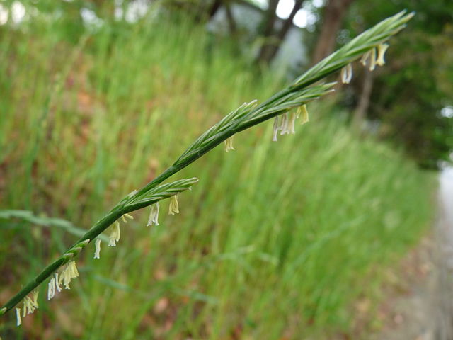 Research Reveals Mechanism of Salinity Tolerance in Italian Ryegrass